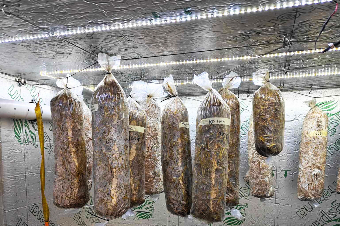 Growing Oyster Mushrooms on Straw Using Cold Pasteurization