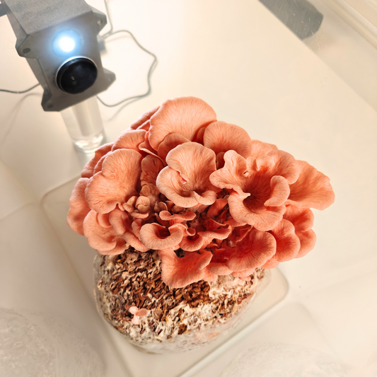 mushroom growing humidifier