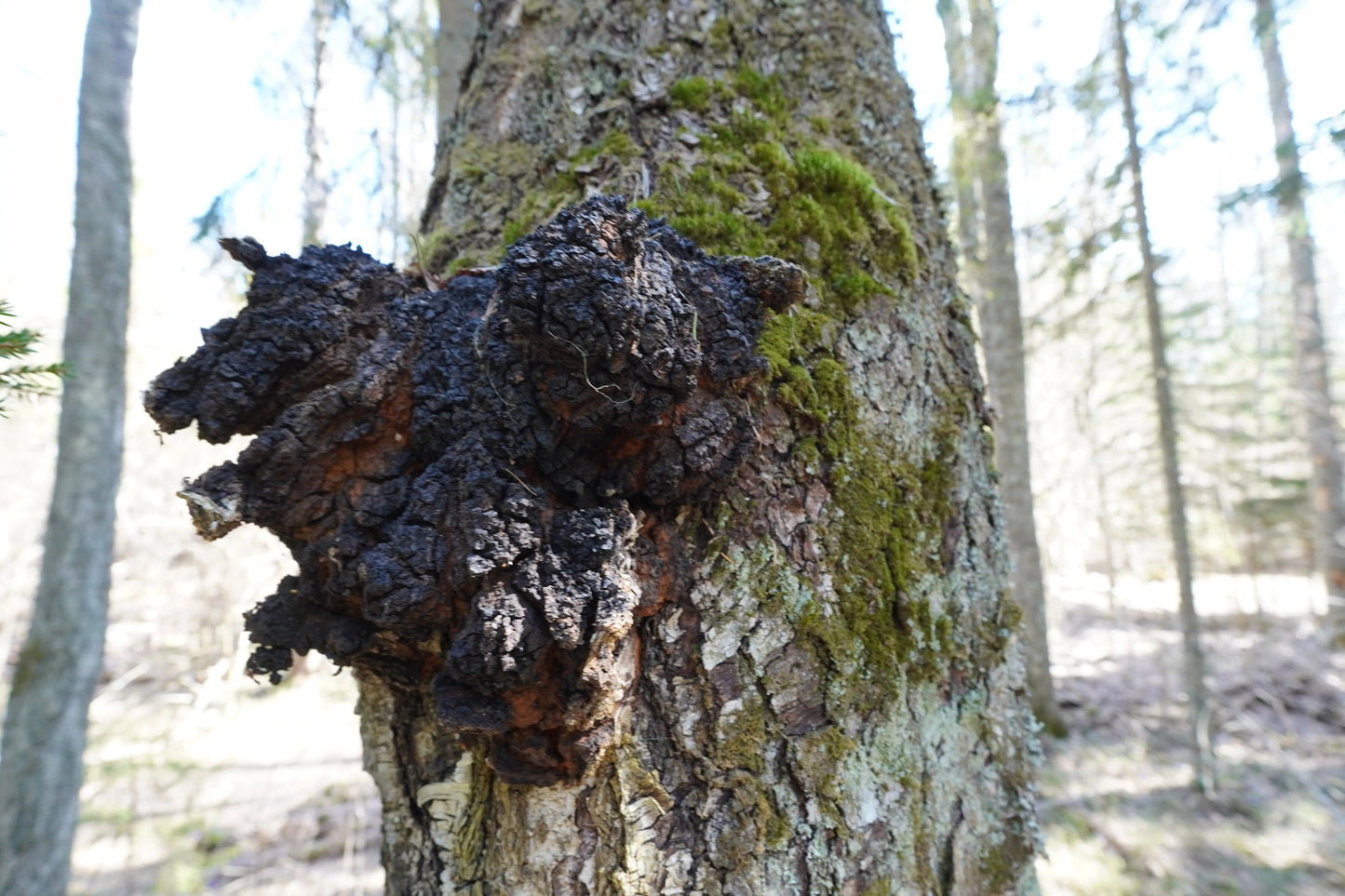 Wild Chaga Chunks Inonotus Obliquus Dried Urban Fungi
