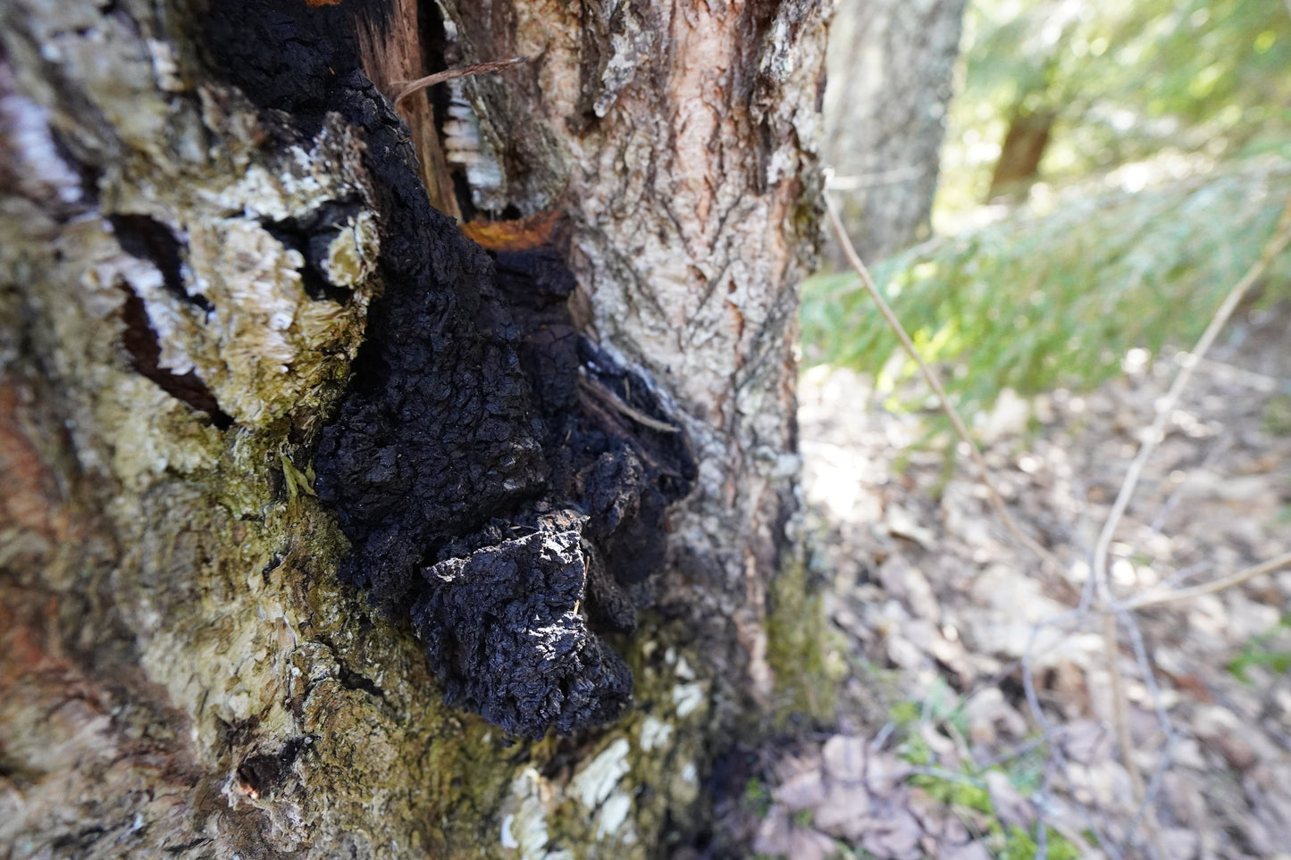 Wild Chaga Chunks Inonotus Obliquus Dried Urban Fungi