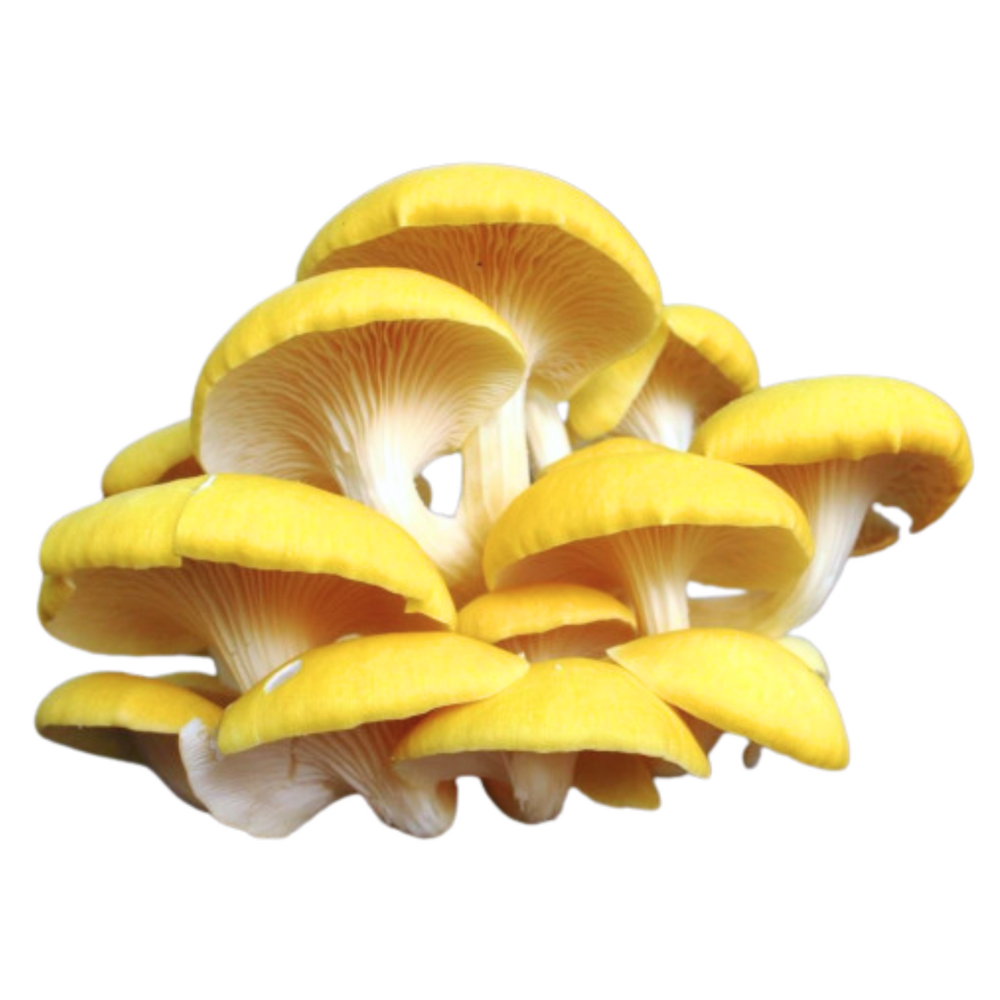 Golden oyster liquid culture