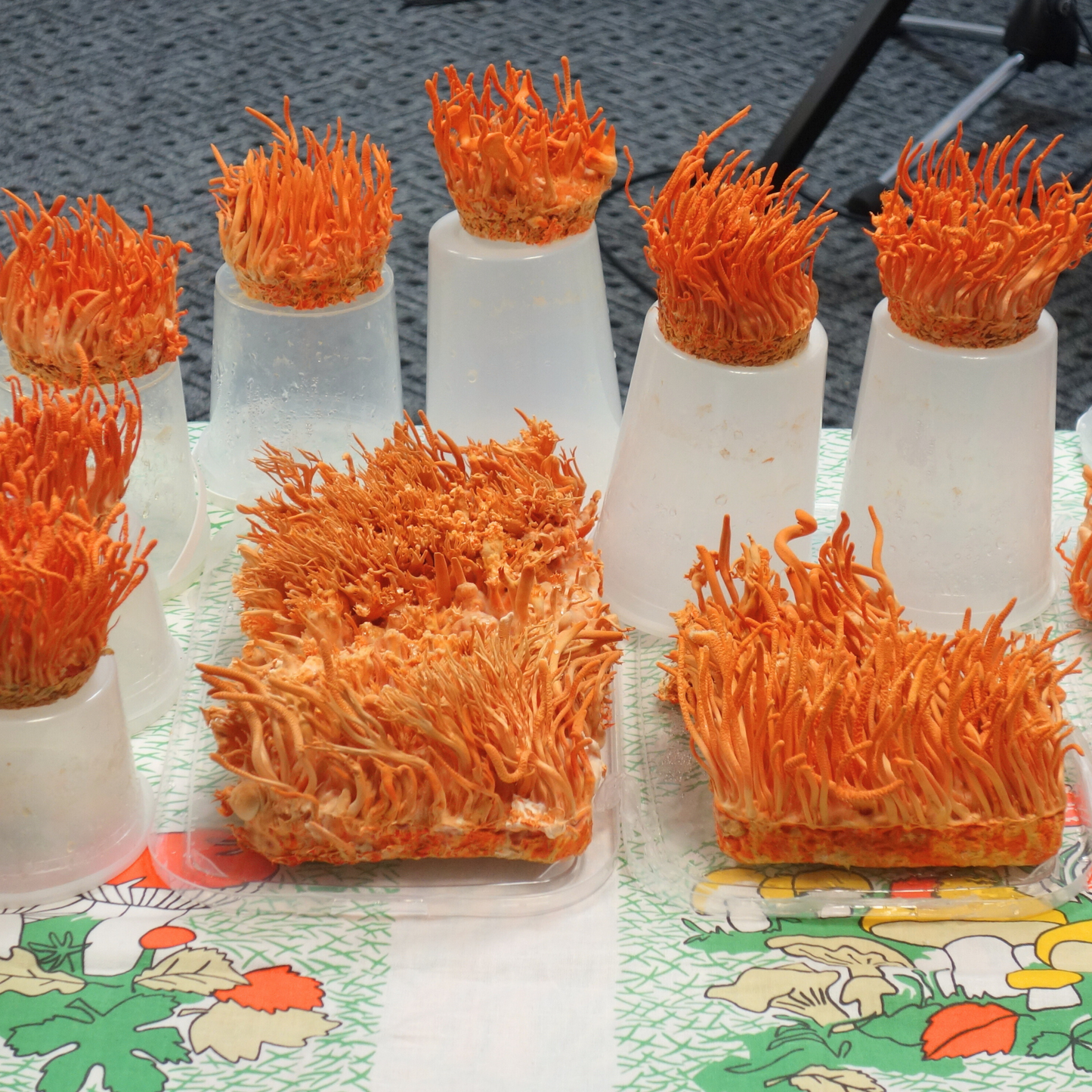 Kordiseps - Cordyceps Militaris