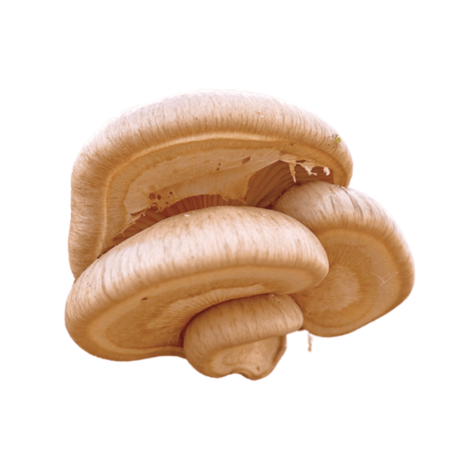 Rõngasservik - Pleurotus Calyptratus