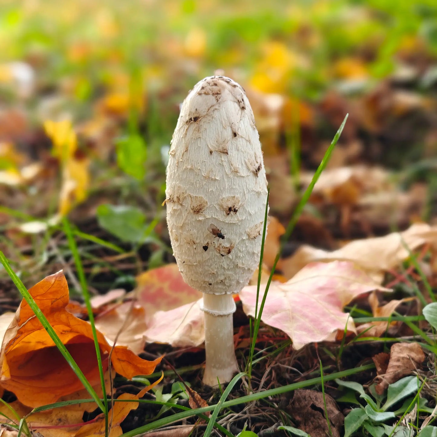 Shaggy Mane - Coprinus comatus Urban Fungi