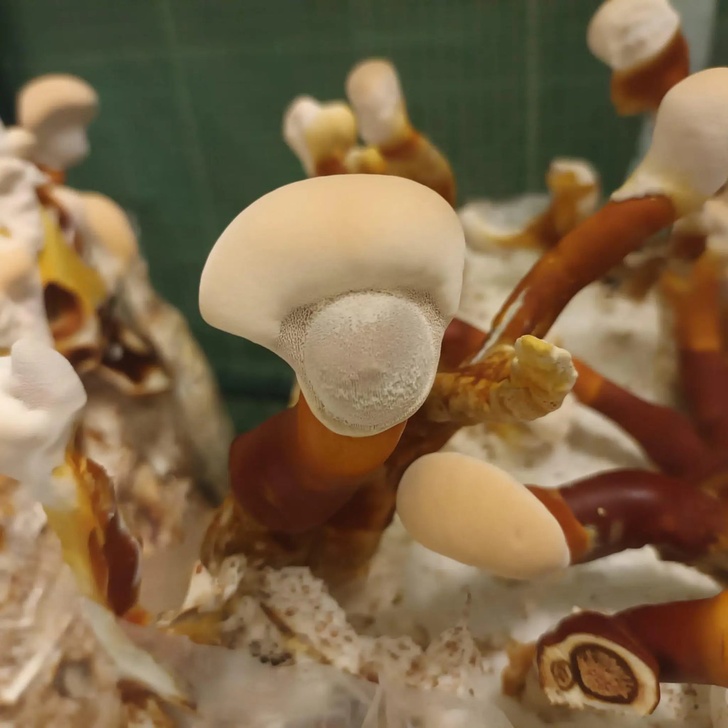 Mushroom Cultivation Masterclass Urban Fungi