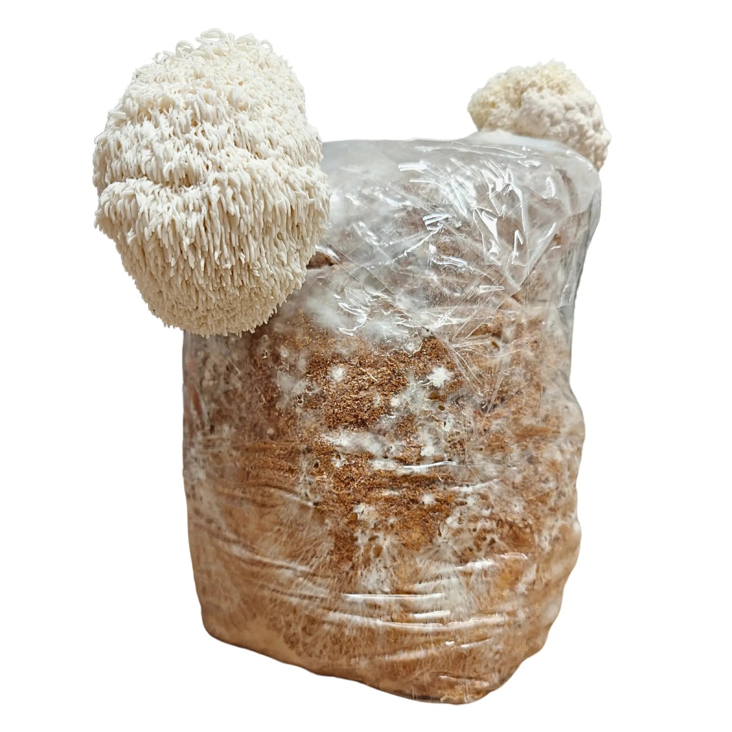 Organic sawdust based Mushroom Dry Substrate Urban Fungi