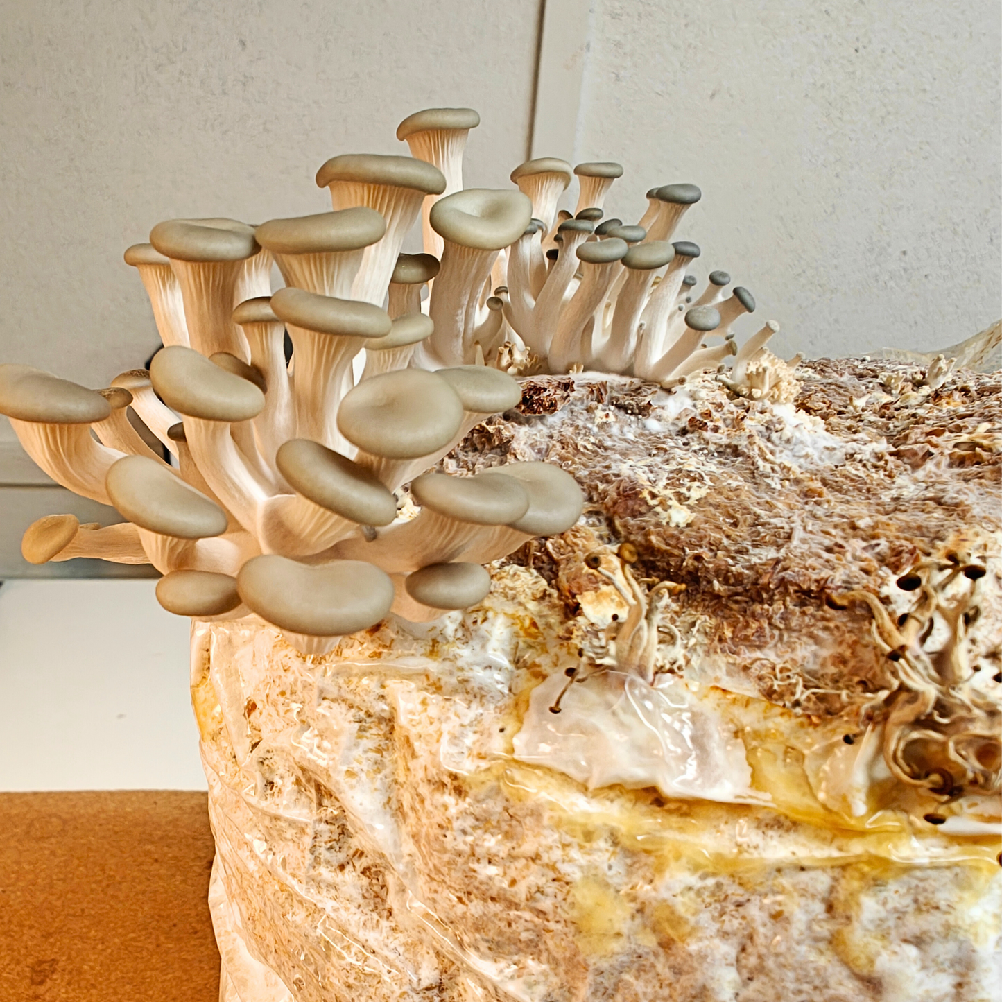 Austerservik - Pleurotus ostreatus