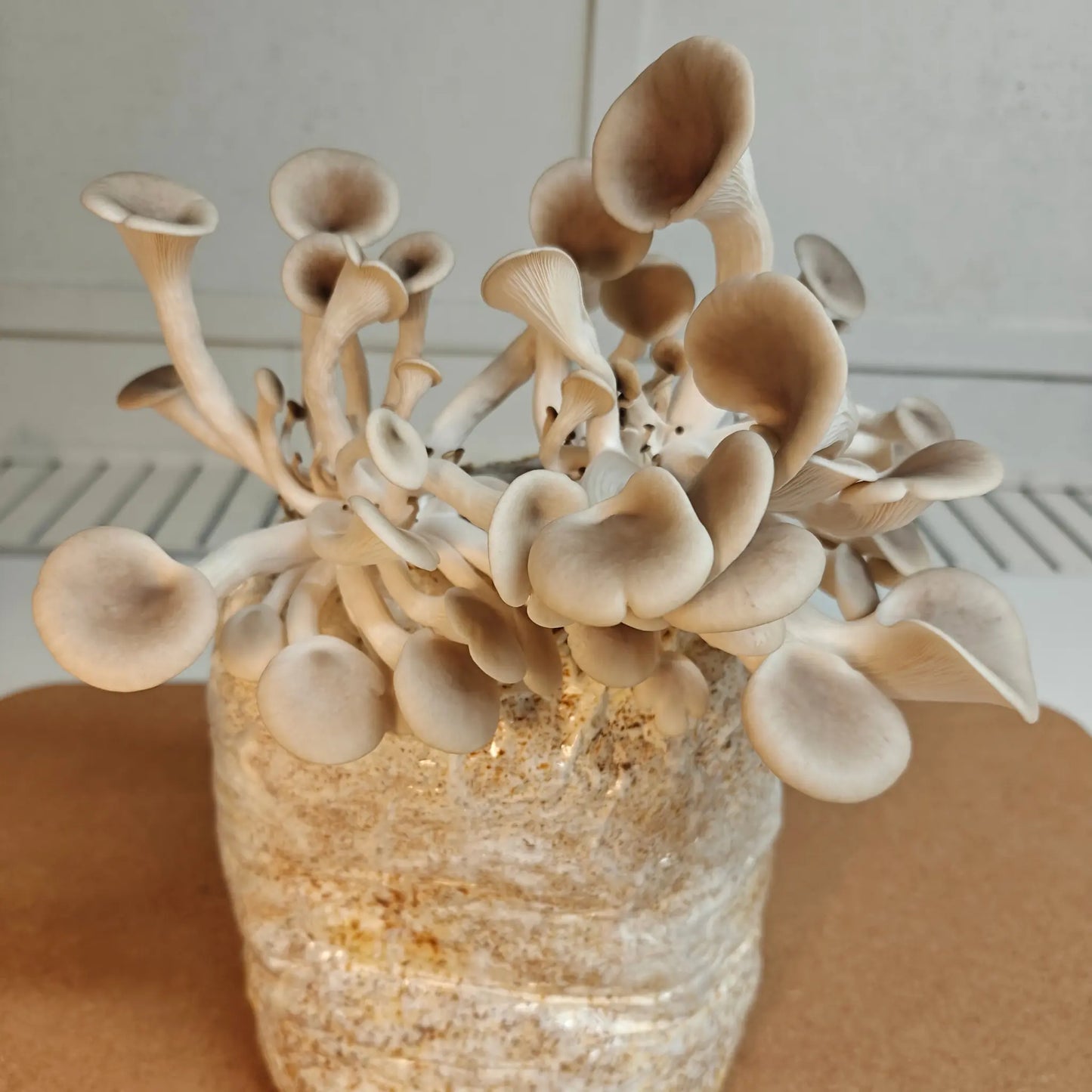 Mushroom Growing Kit Straw Based Urban Fungi