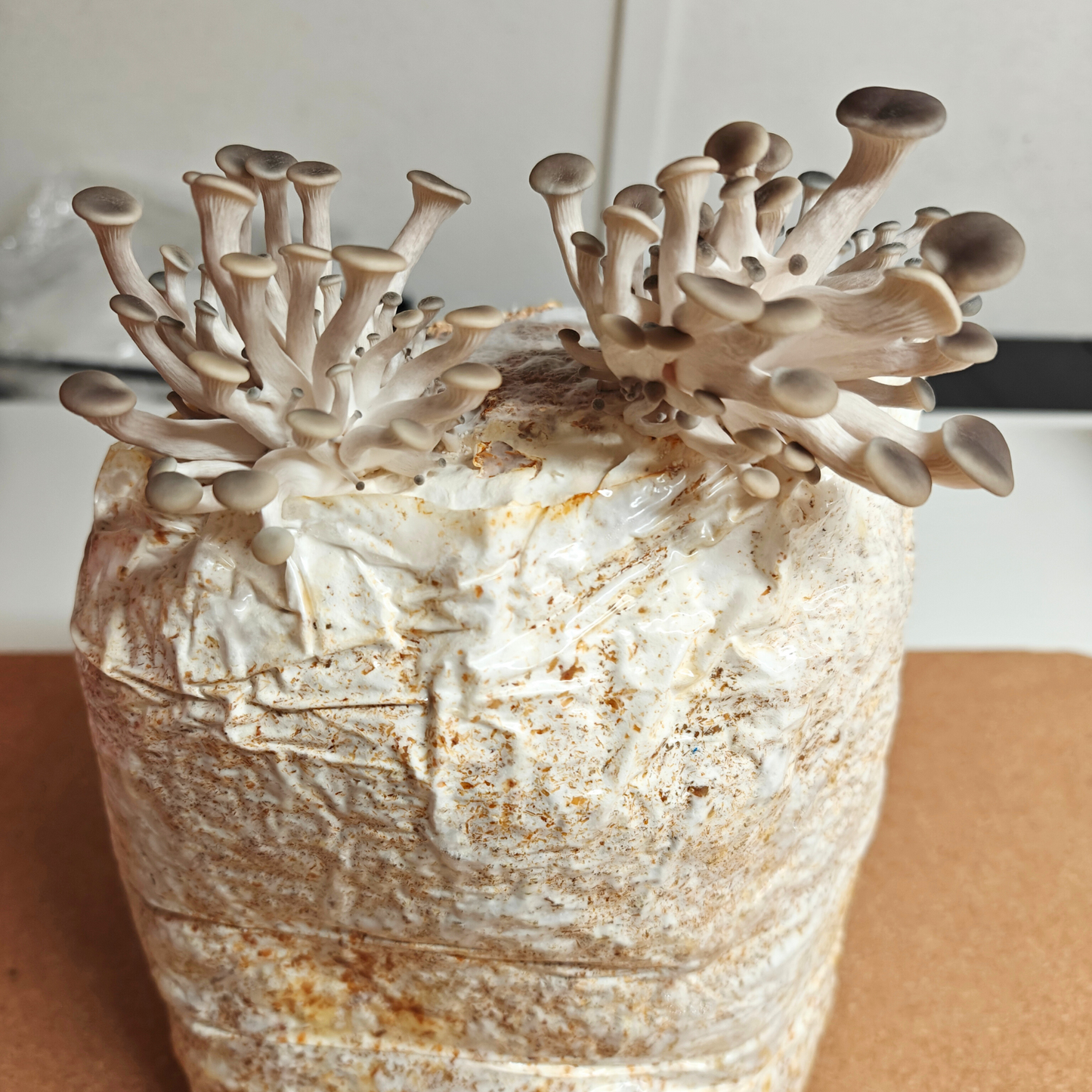 Austerservik - Pleurotus ostreatus