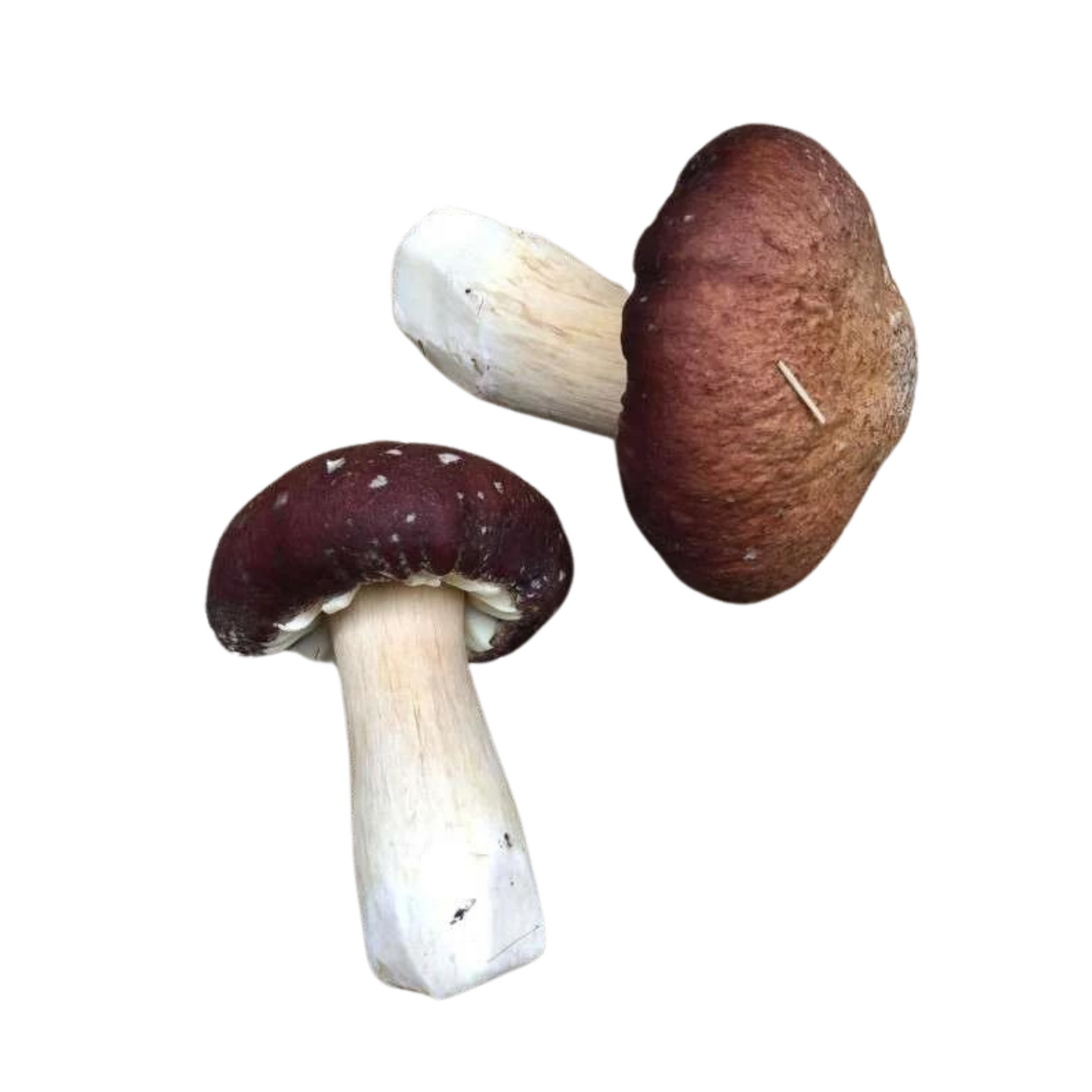 Hiidvärvik-Stropharia Rugosoannulata