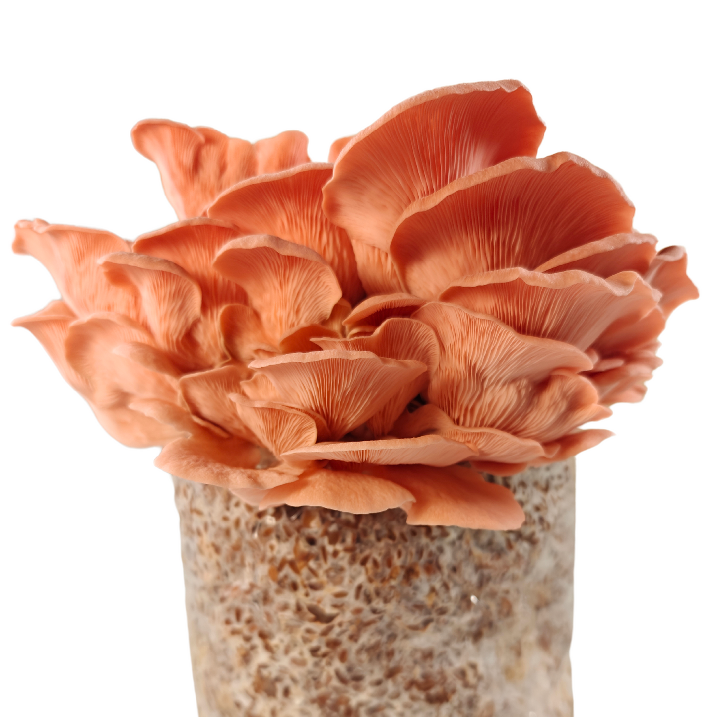 Roosa Austerservik - Pleurotus Djamor