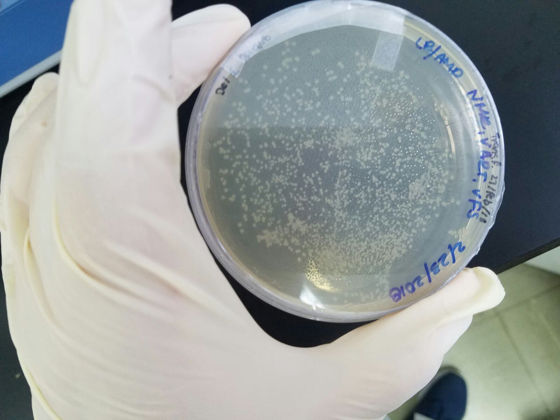 Mushroom Contamination: Types, Signs & How to Avoid It