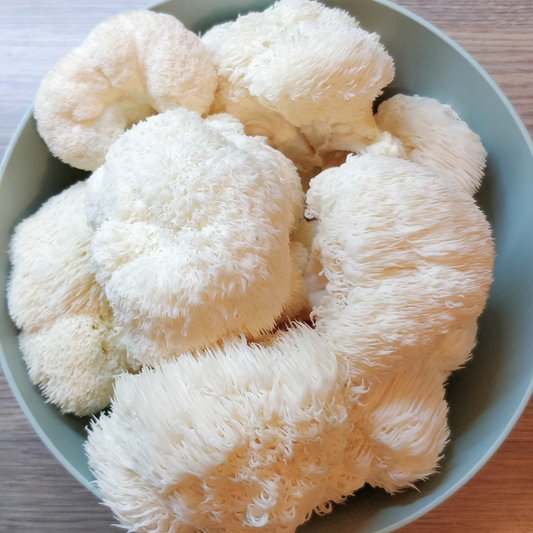 Lions mane mushroom