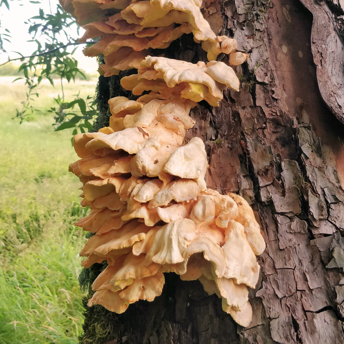 Chicken of the woods mushroom