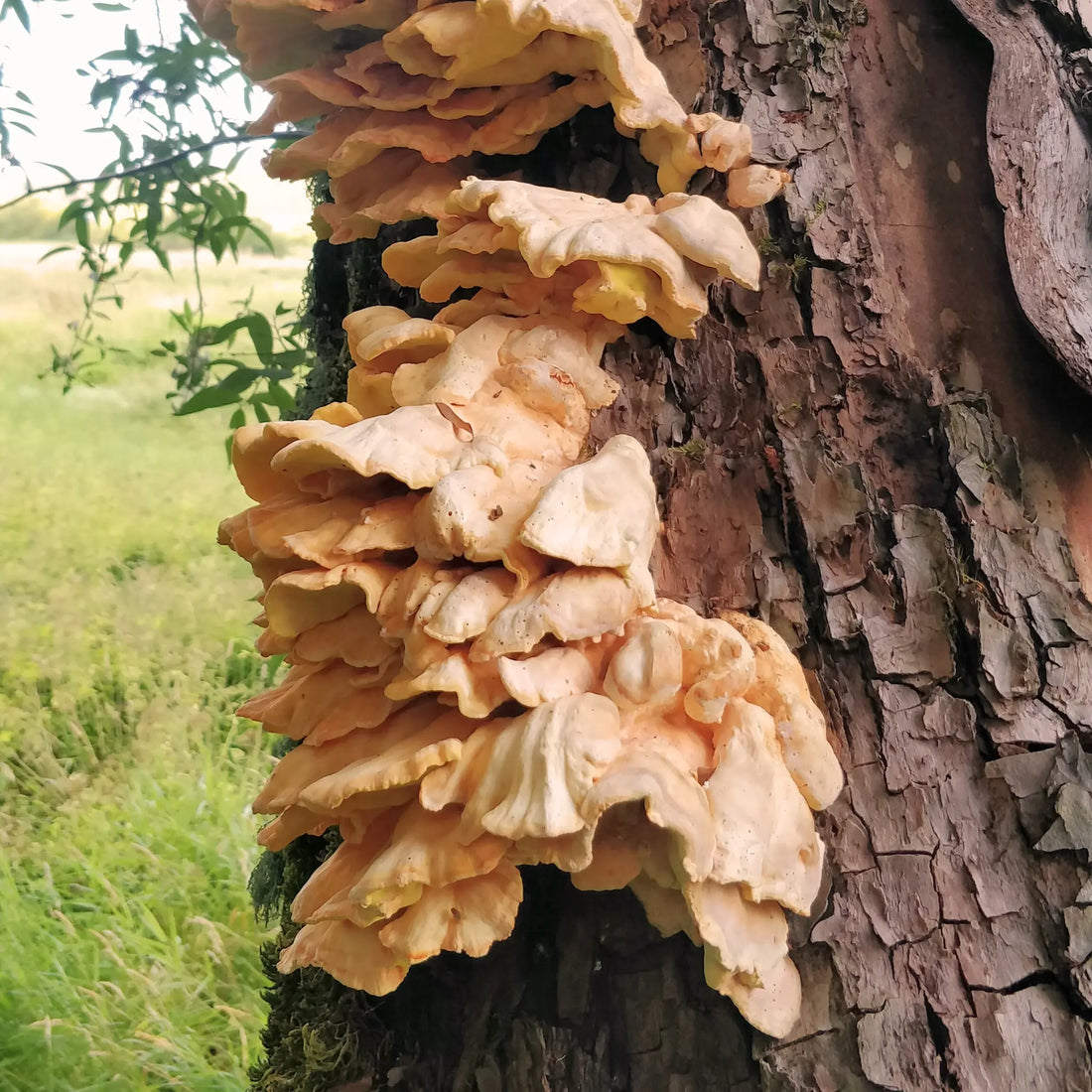 Chicken of the woods mushroom