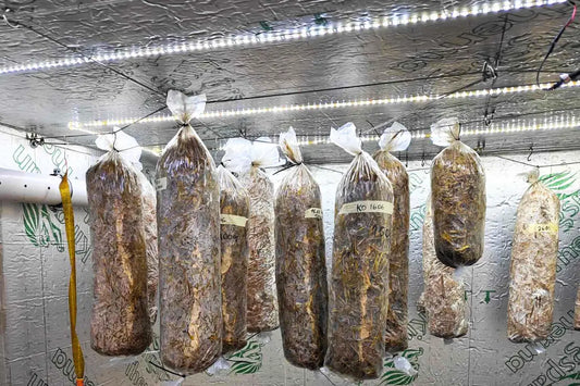 Growing Oyster Mushrooms on Straw Using Cold Pasteurization