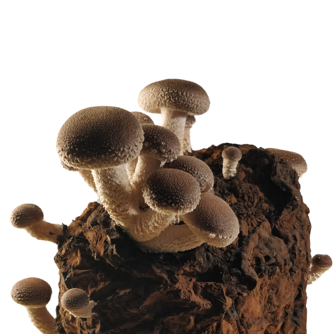 Shiitake mushroom