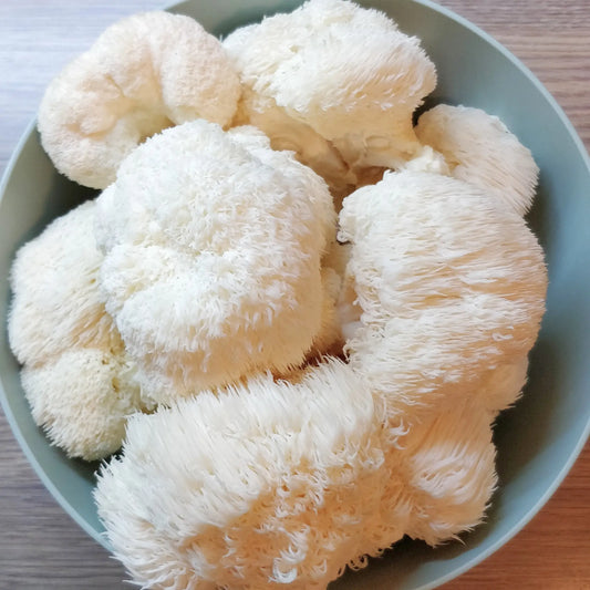 Lions Mane mushroom