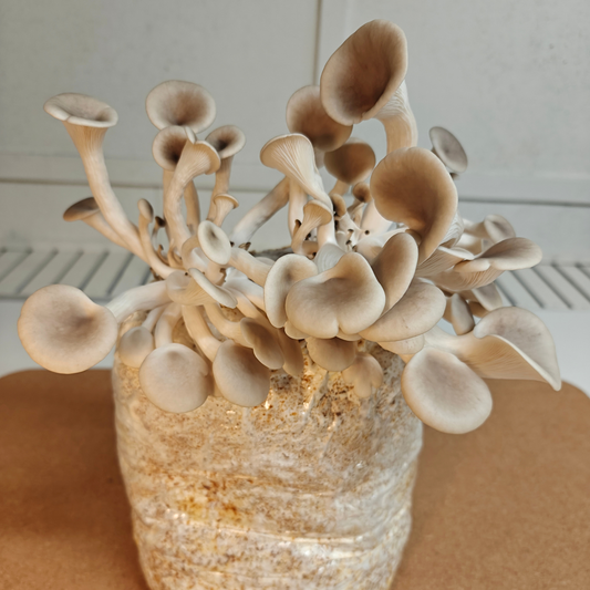 How to Grow Mushrooms at Home (Step-by-Step Beginner Guide)