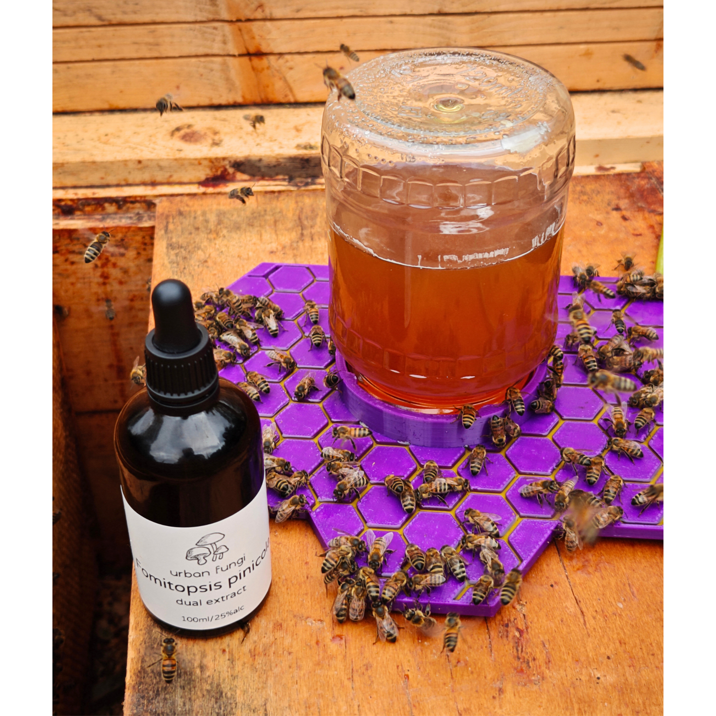 Honey Bee Feeder with Immunity-Boosting Mushroom Extract