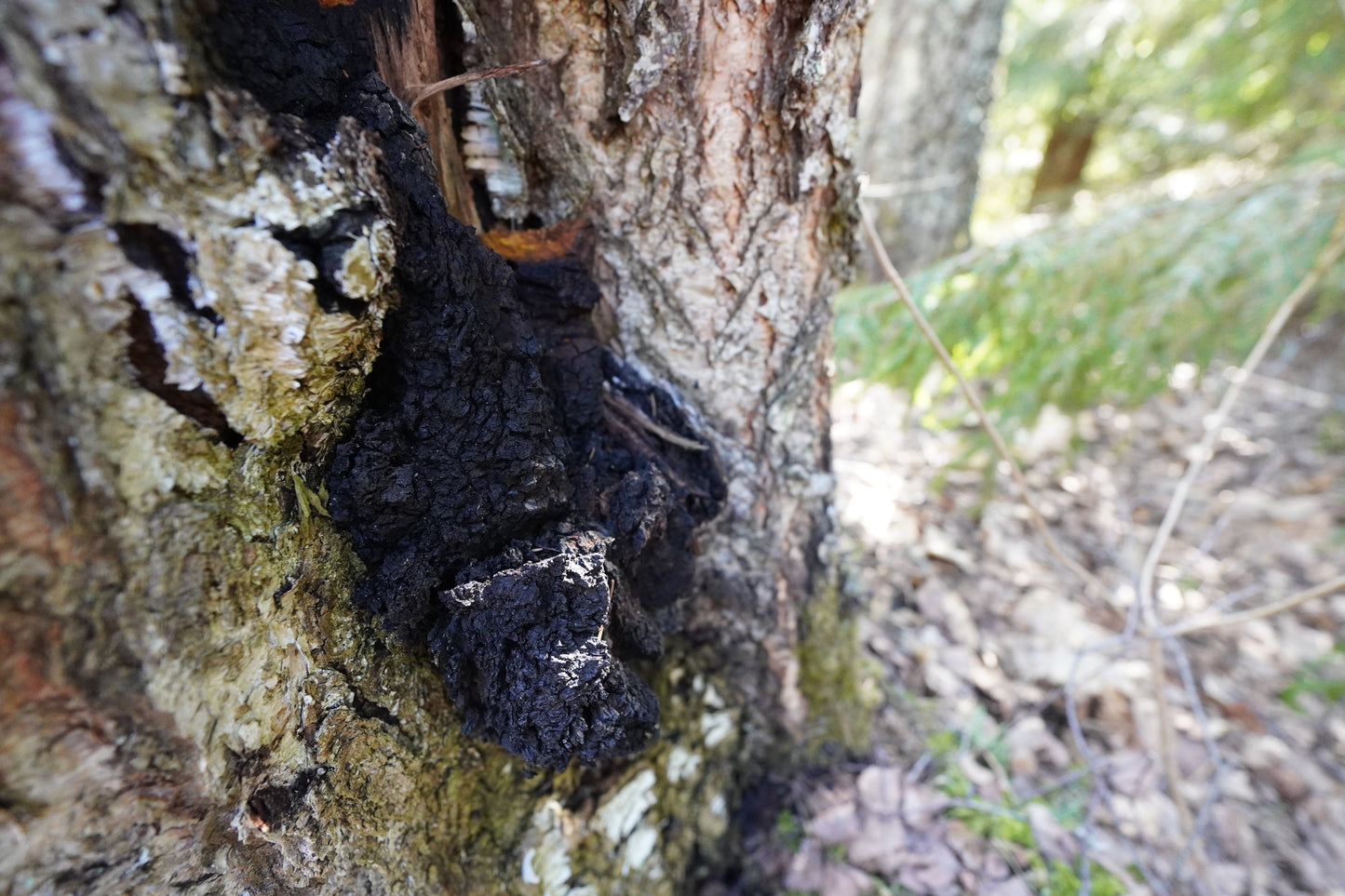 Chaga Mushroom Powder - Inonotus obliquus