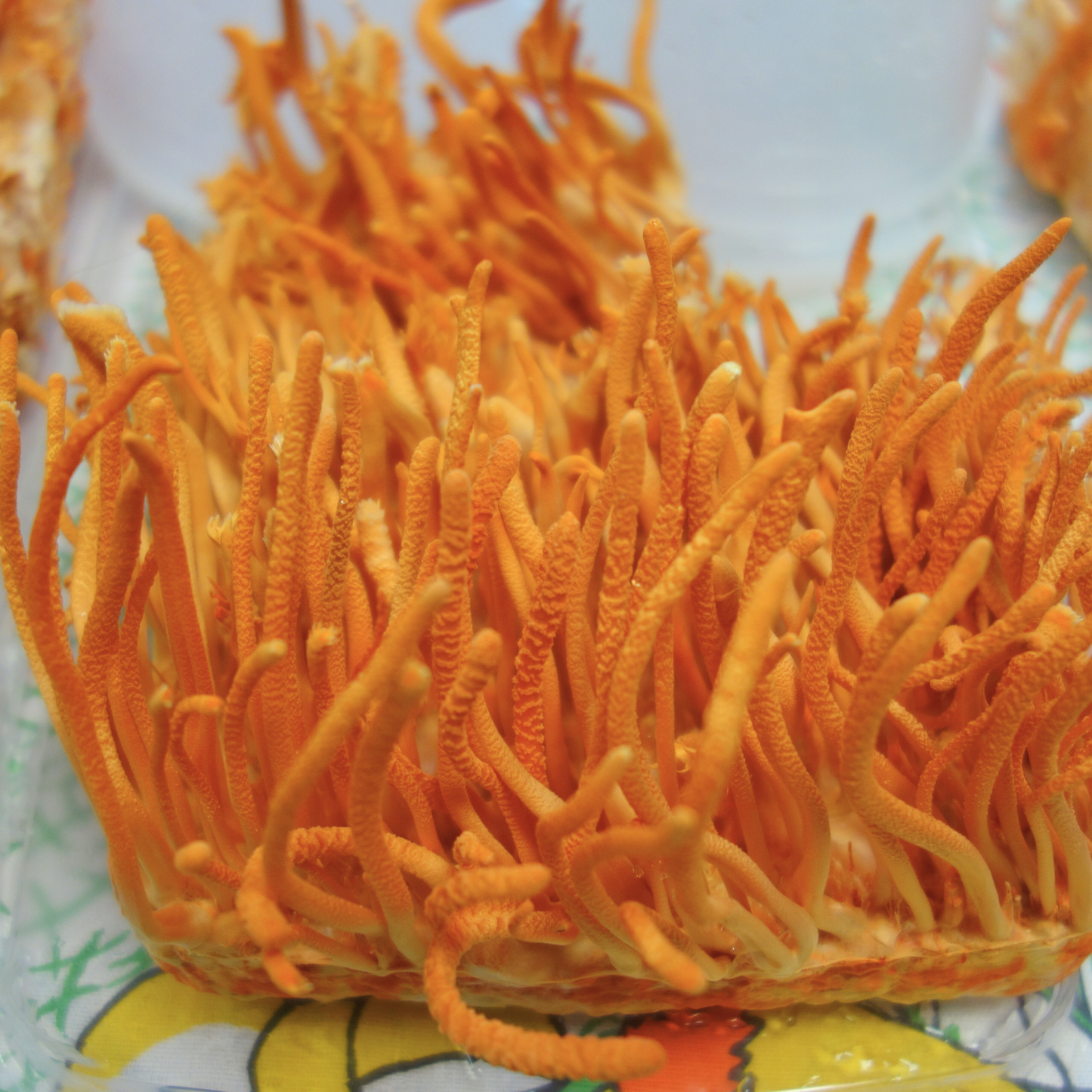 Cordyceps-Flüssigkultur Cordyceps Militaris