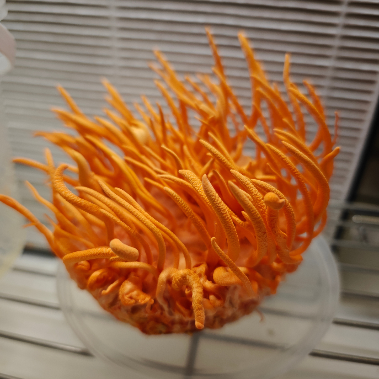 Cordyceps-Flüssigkultur Cordyceps Militaris
