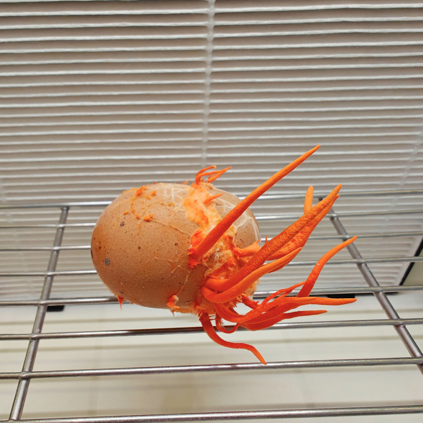 Cordyceps-Flüssigkultur Cordyceps Militaris