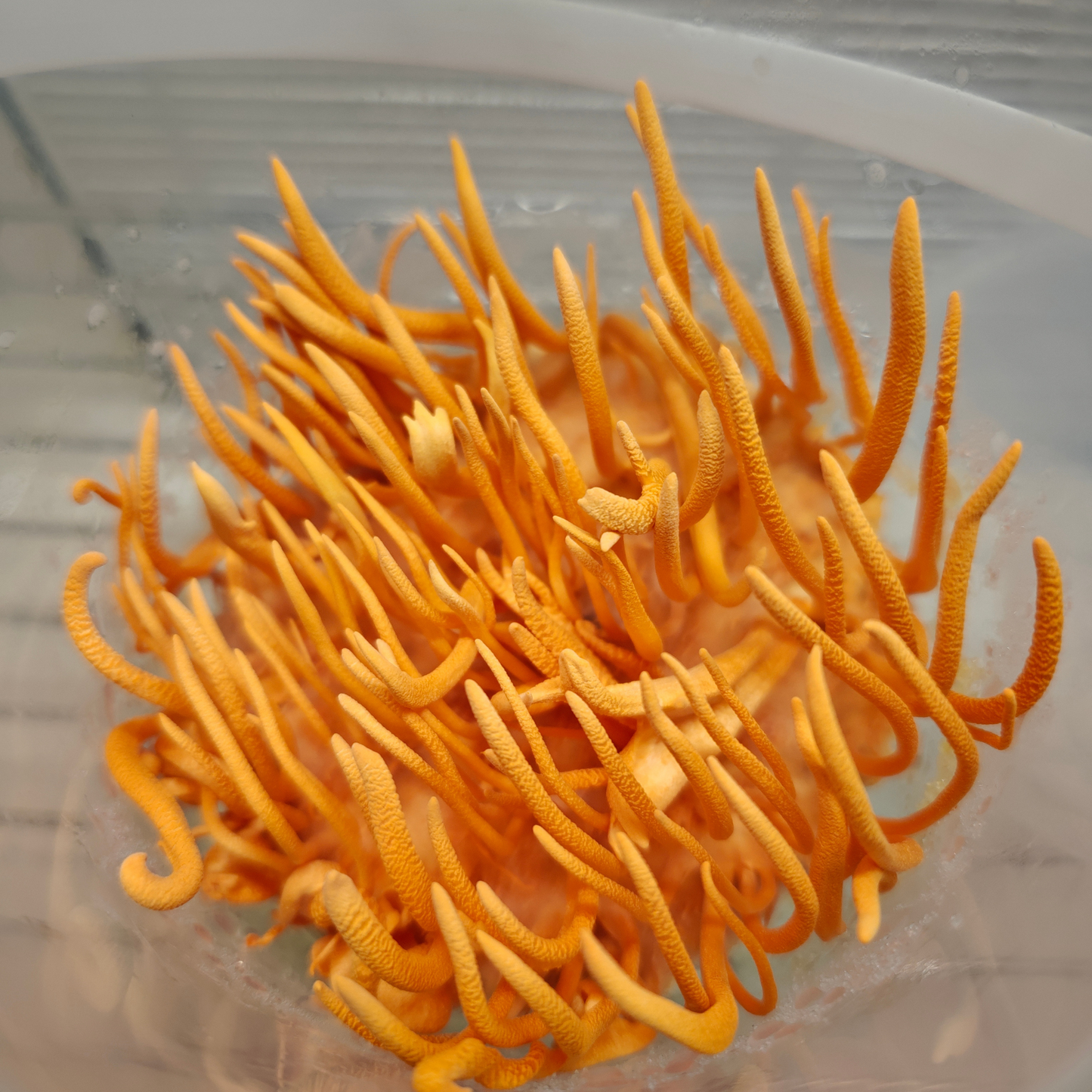 Cordyceps-Flüssigkultur Cordyceps Militaris