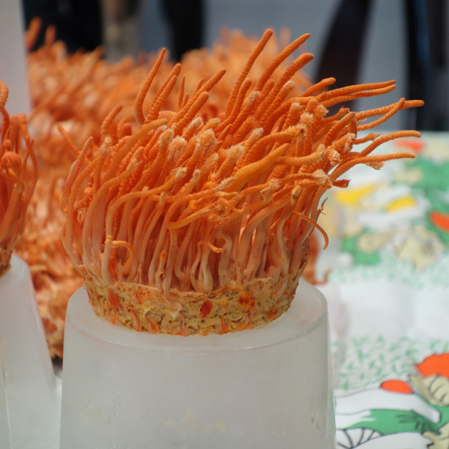 Cordyceps-Flüssigkultur Cordyceps Militaris