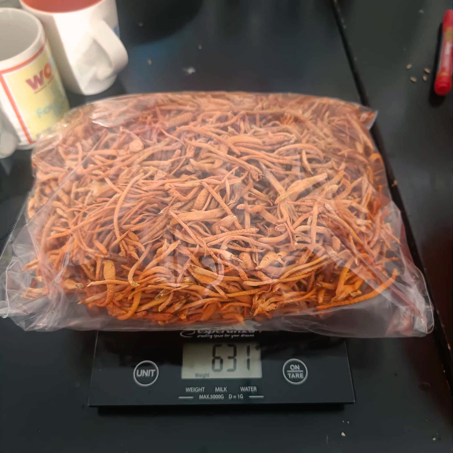 Cordyceps-Flüssigkultur Cordyceps Militaris