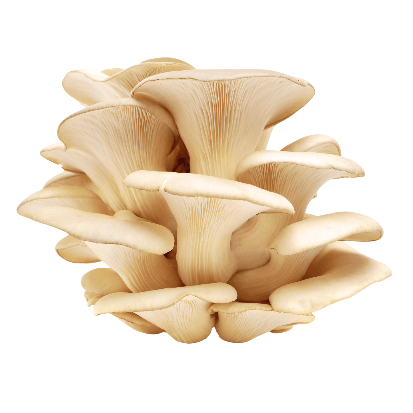 Tarragon Oyster mushroom cluster (Pleurotus eunosmus) with cream-colored caps and gills.