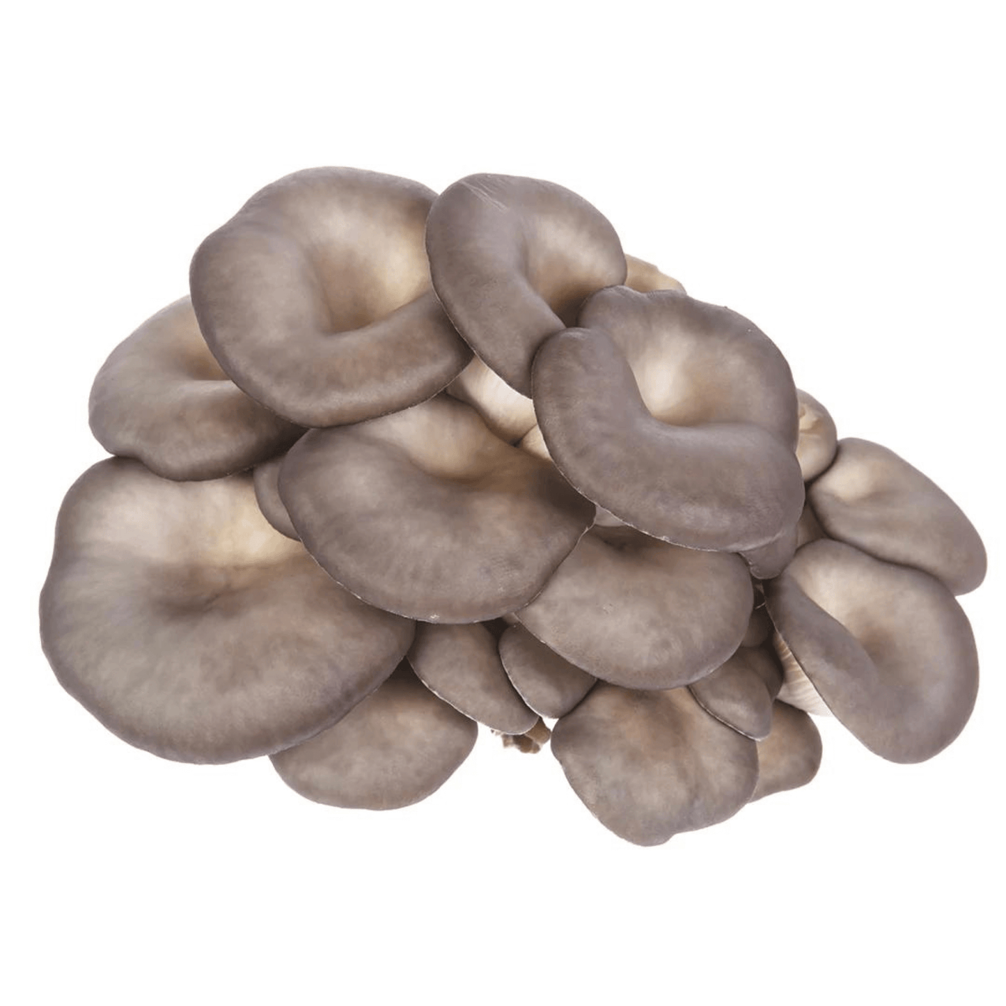 Pearl Oyster mushrooms Pleurotus ostreatus cluster for liquid culture inoculation kit.