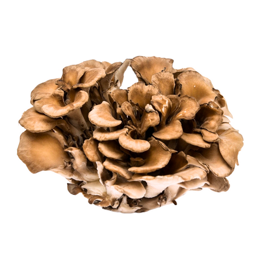 Maitake liquid culture