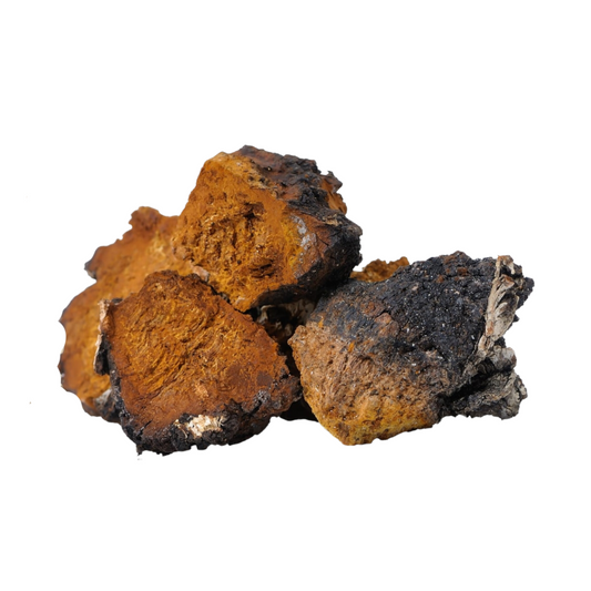 Wild Chaga Chunks Inonotus Obliquus Dried