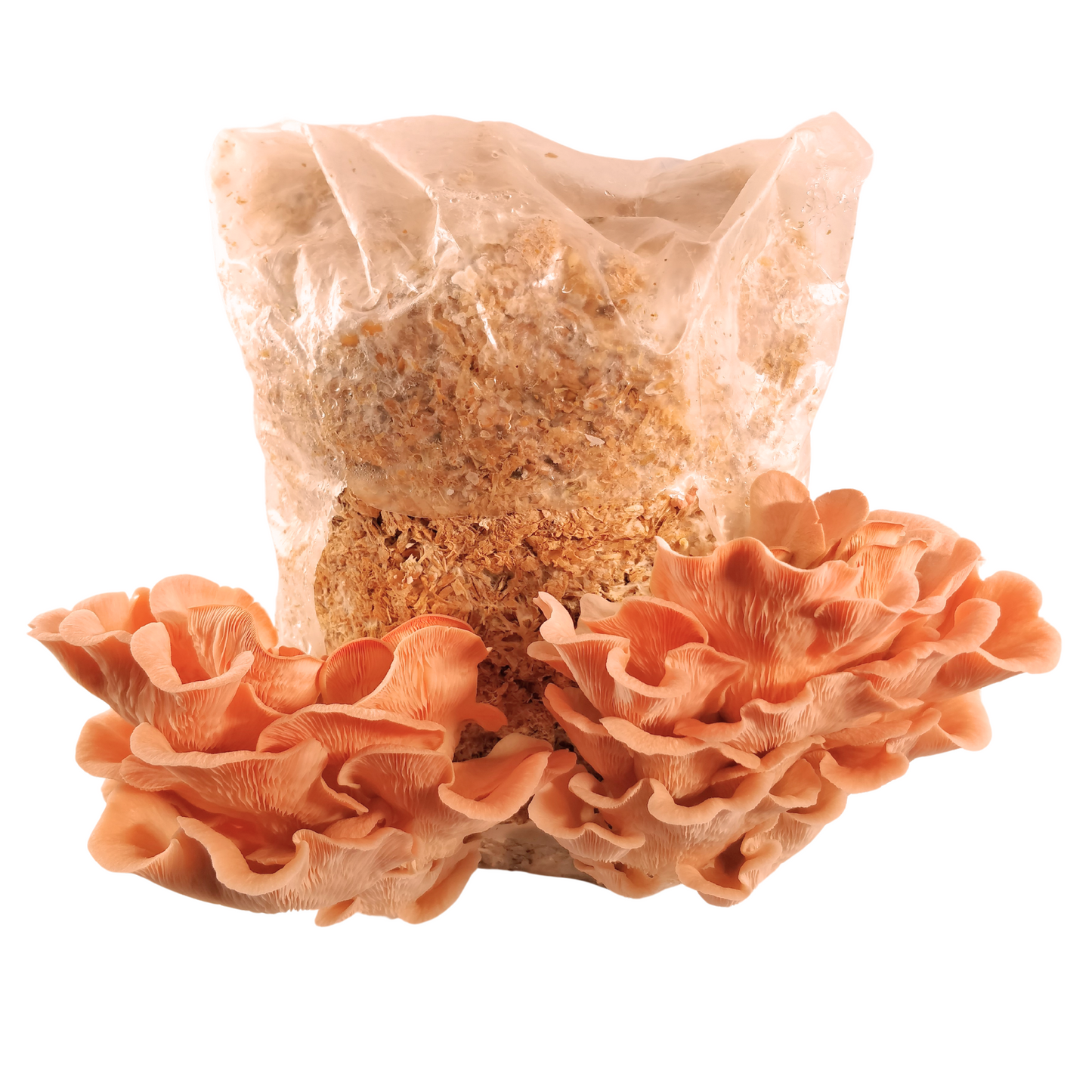 Mushroom Grow Bag 180X350X0.06