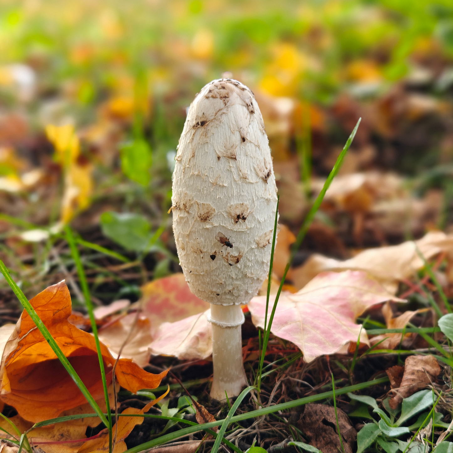 Shaggy Mane Liquid Culture - Coprinus comatus