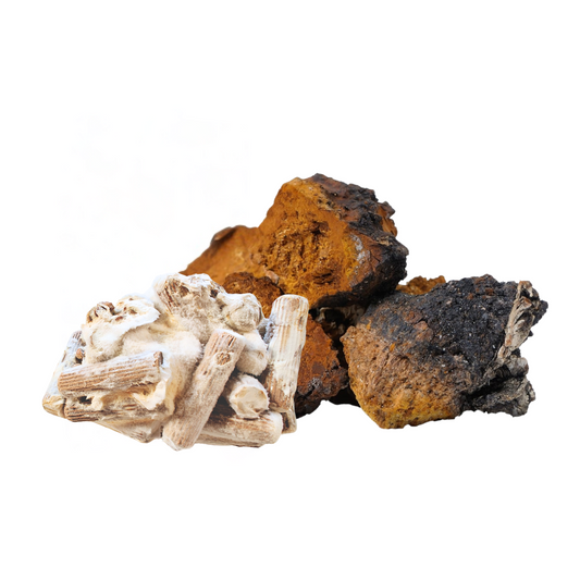 Chaga Dowels Inonotus Obliquus Chaga Inoculated plugs