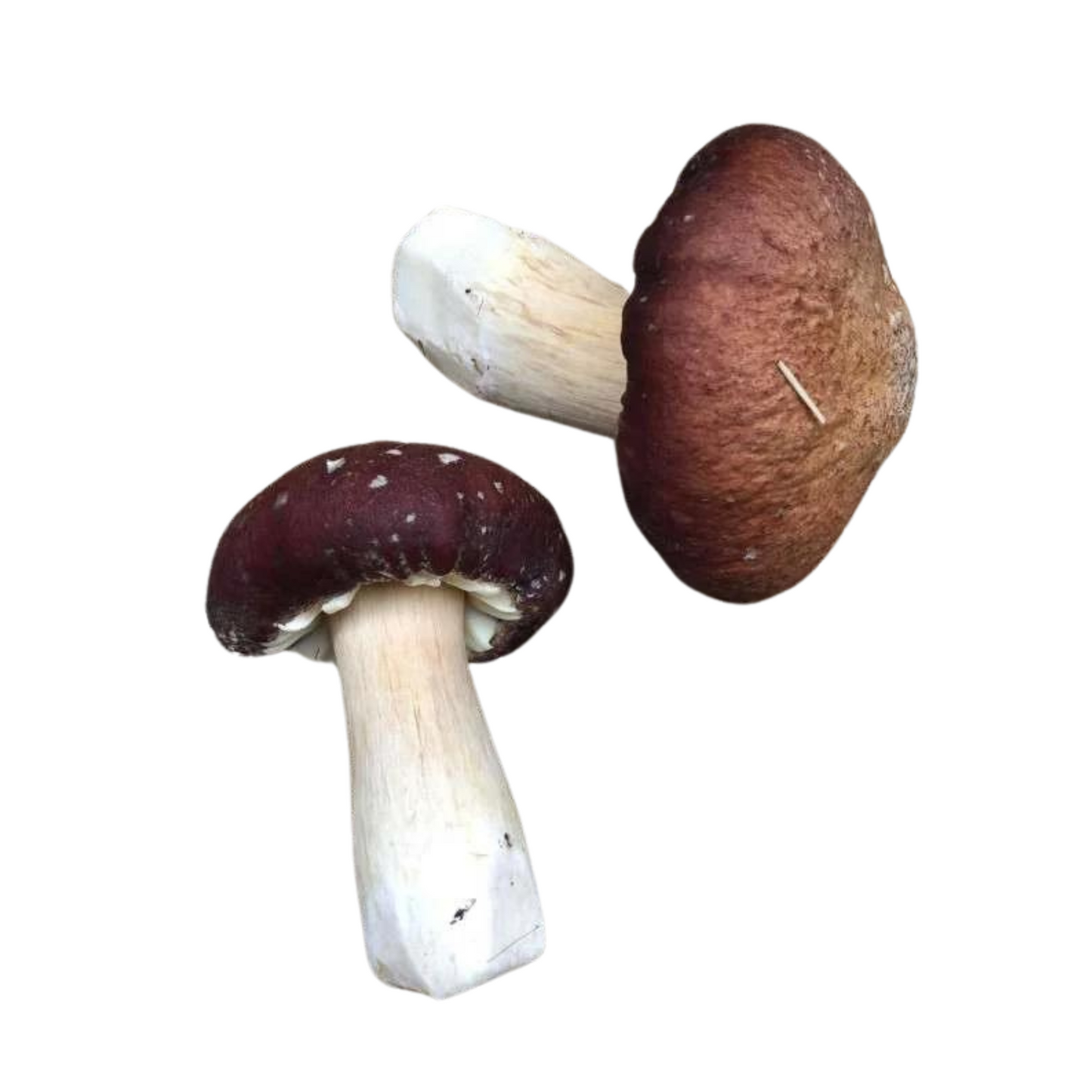 Red Wine Cap Liquid Culture - Stropharia Rugosoannulata