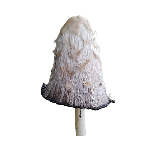 Shaggy Mane Liquid Culture - Coprinus comatus