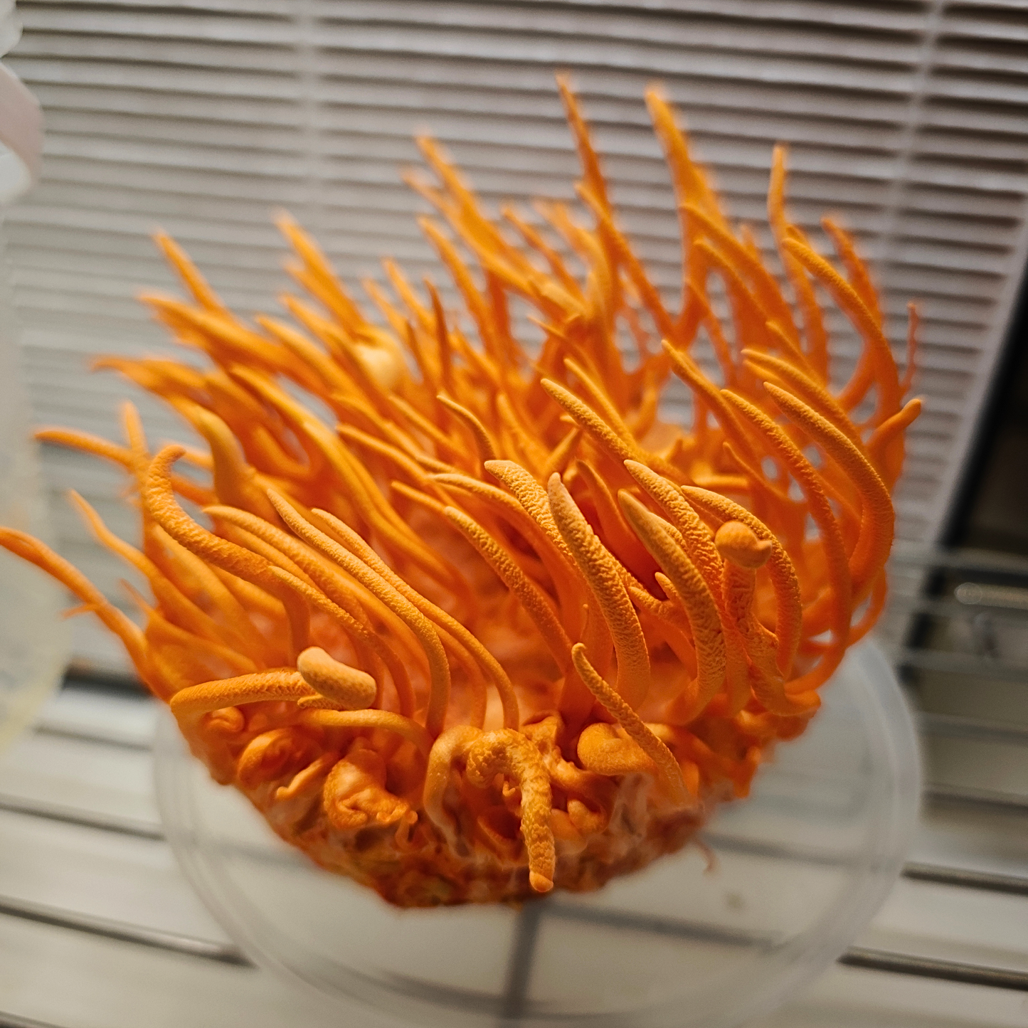Cordyceps militaris kasvatuskomplekt