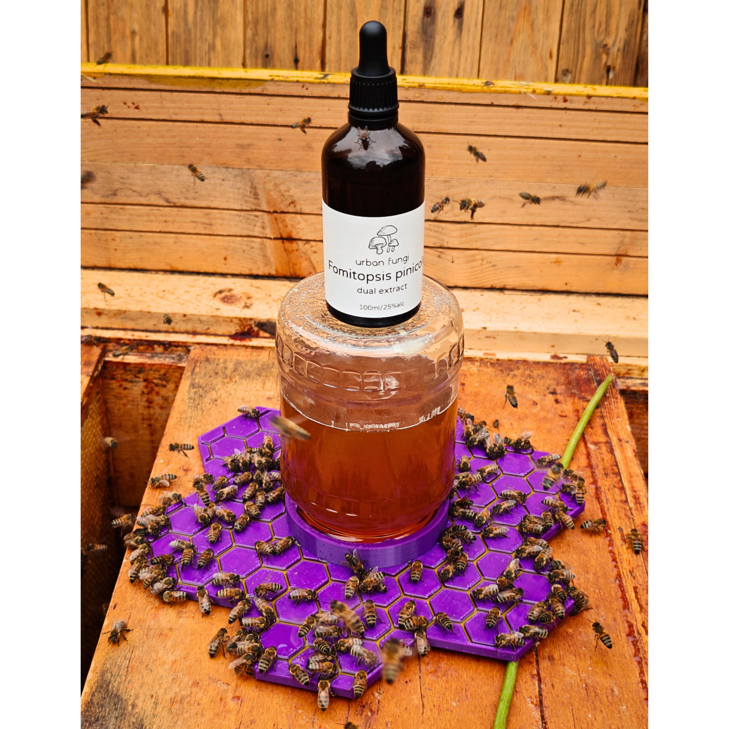Honey Bee Feeder with Immunity-Boosting Mushroom Extract