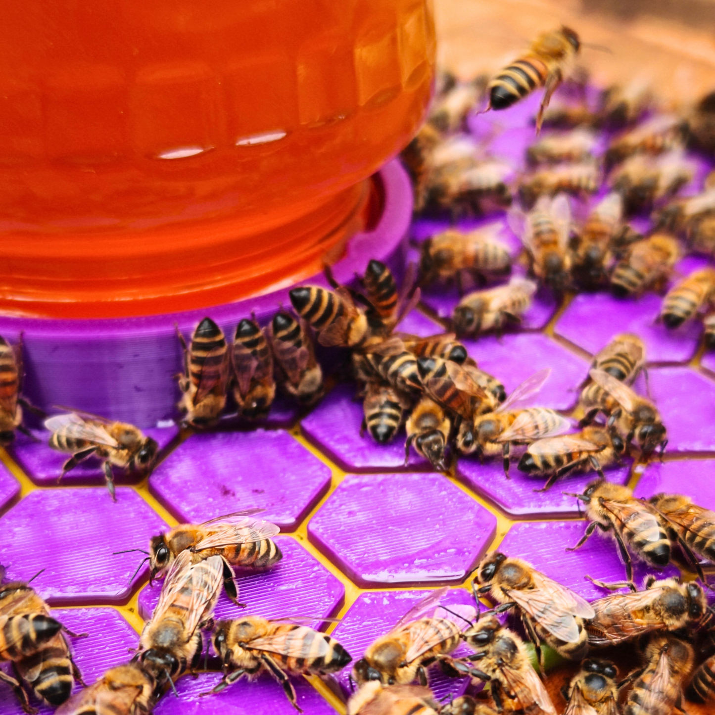 Honey Bee Feeder with Immunity-Boosting Mushroom Extract