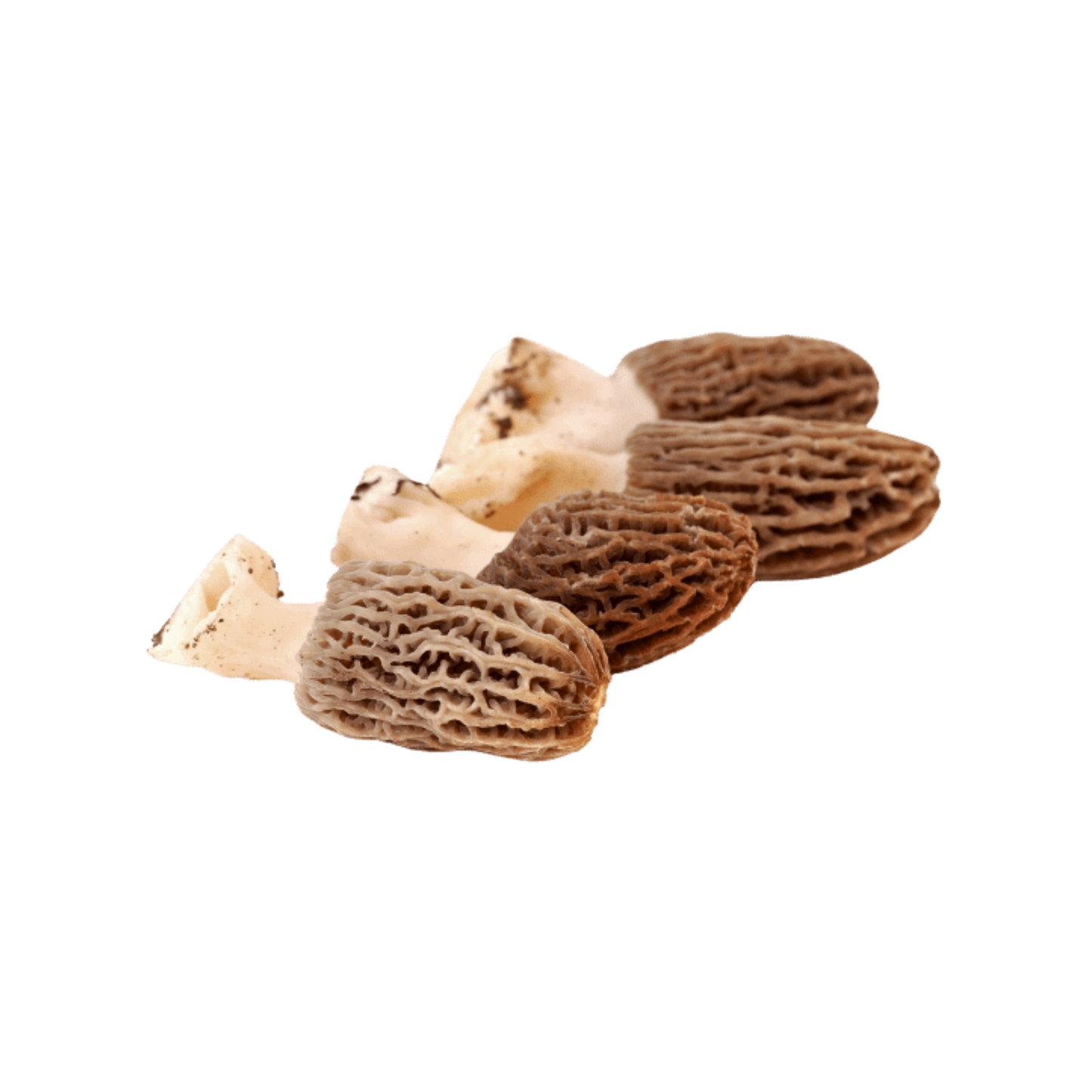 Kellukmürkel - Morchella semilibera