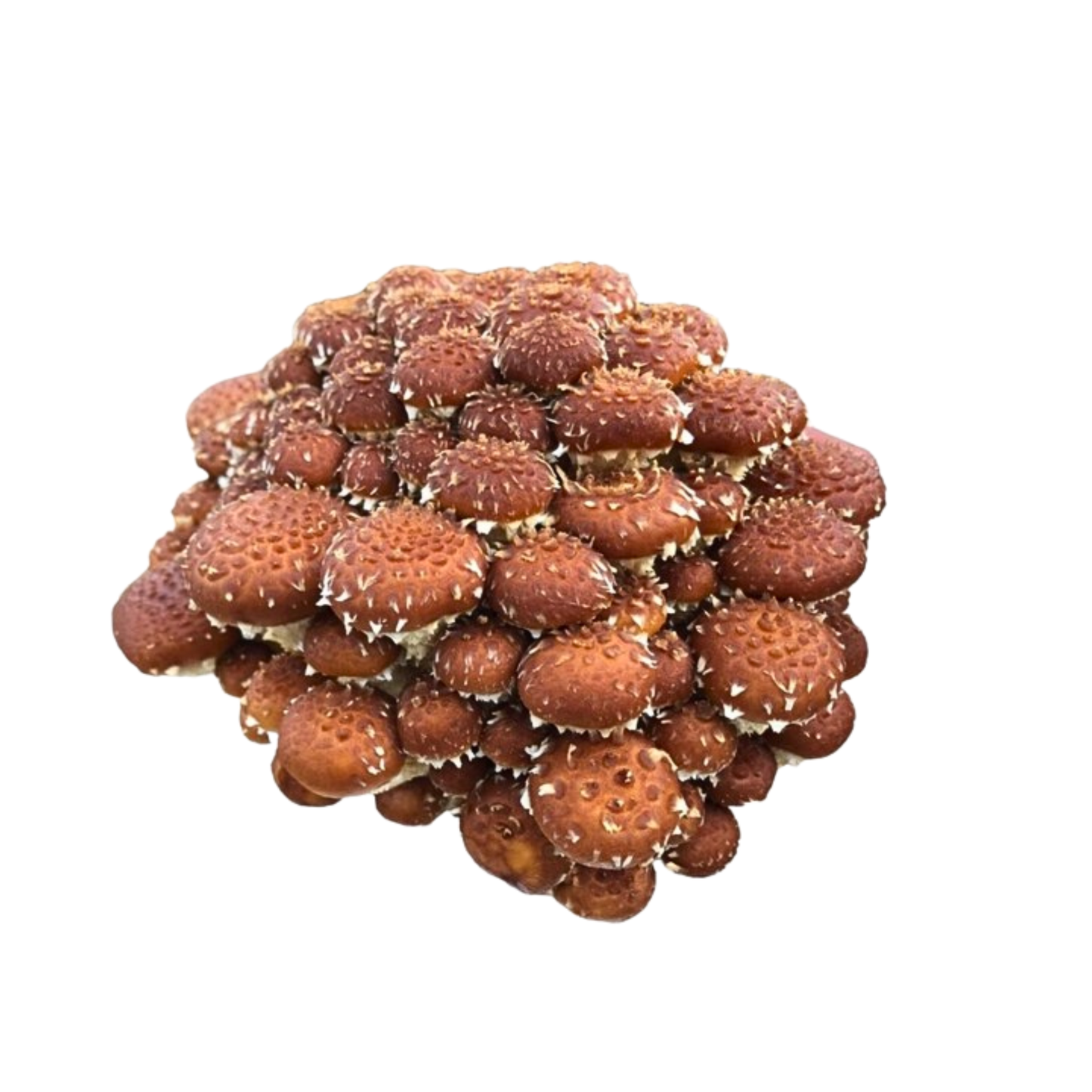 Kastanie - Pholiota adiposa