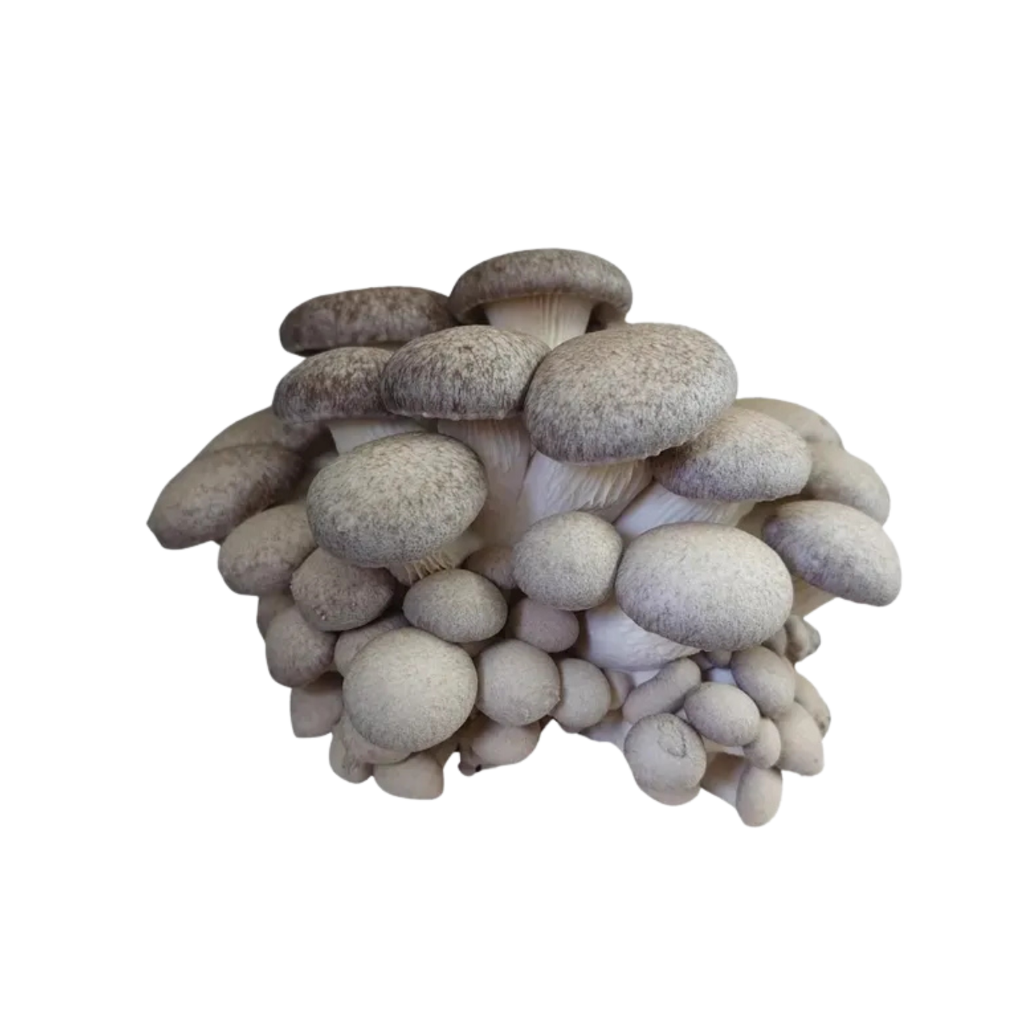 Austerservik hübriid - Pleurotus ostreatus
