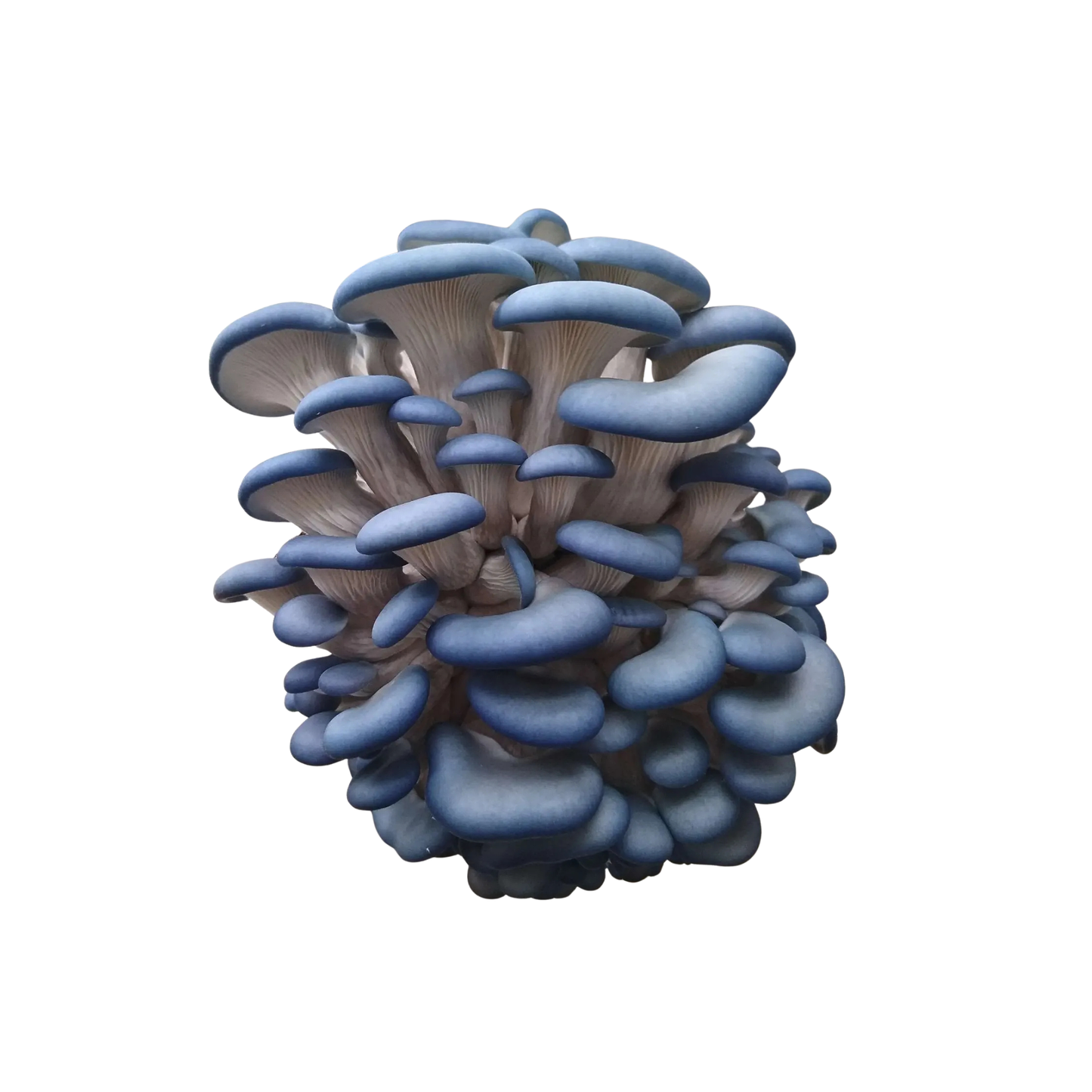 Austerservik sinine H35 - Pleurotus ostreatus