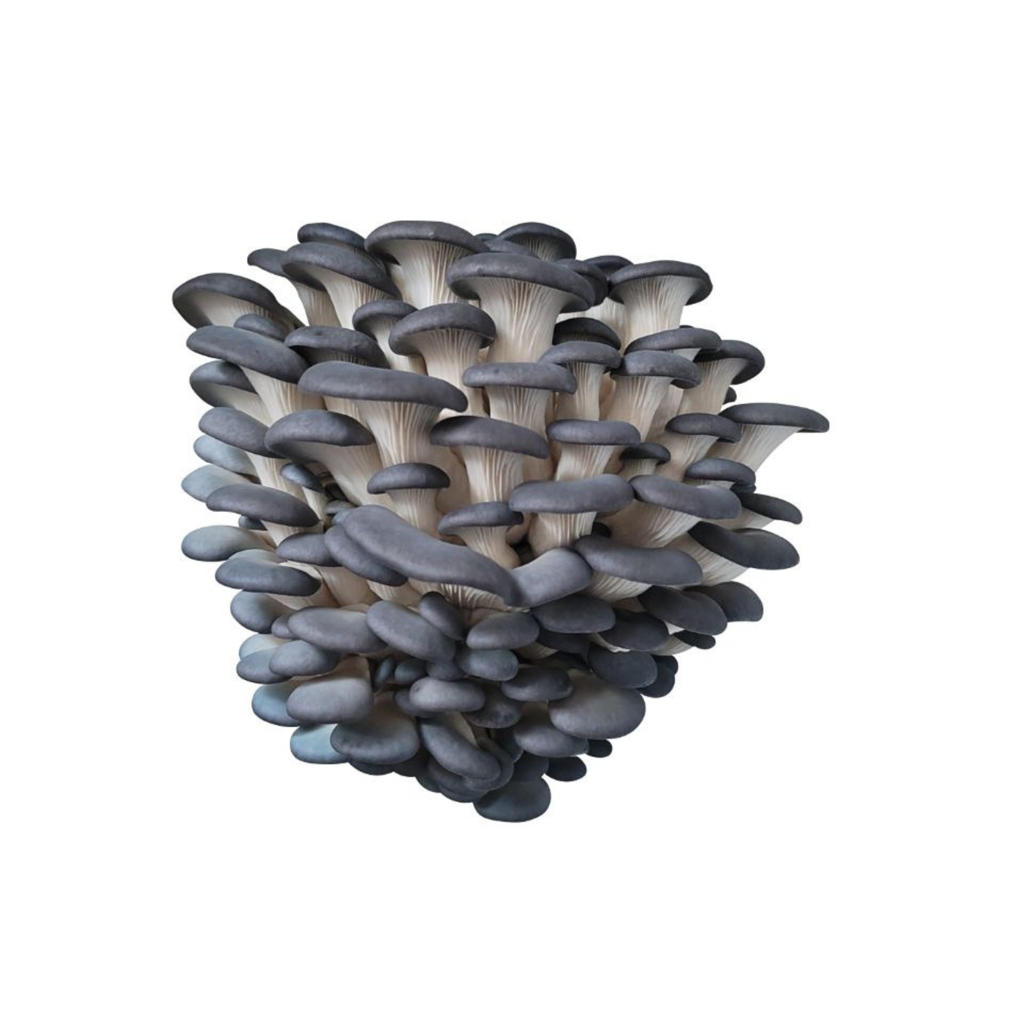 Austerservik spoorivaba - Pleurotus ostreatus