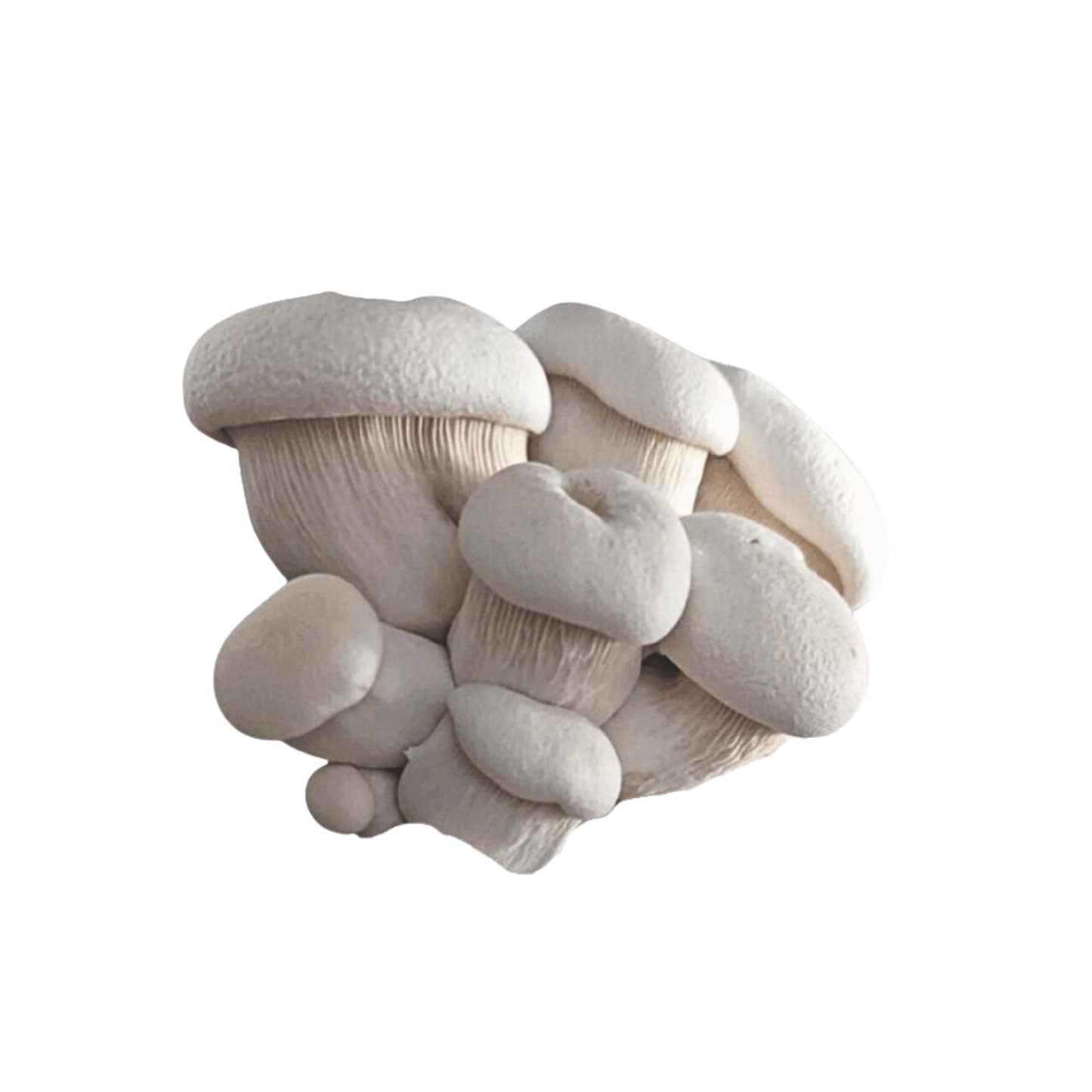 Valge kuningservik - Pleurotus nebrodensis