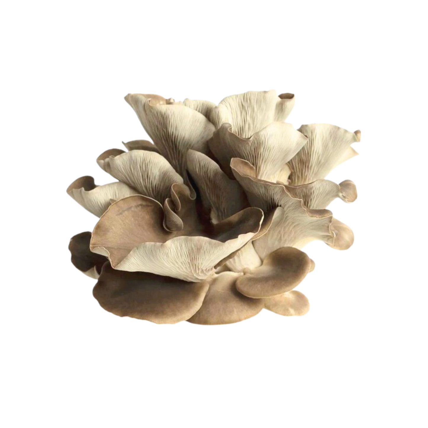 Kopsservik - Pleurotus pulmonarius